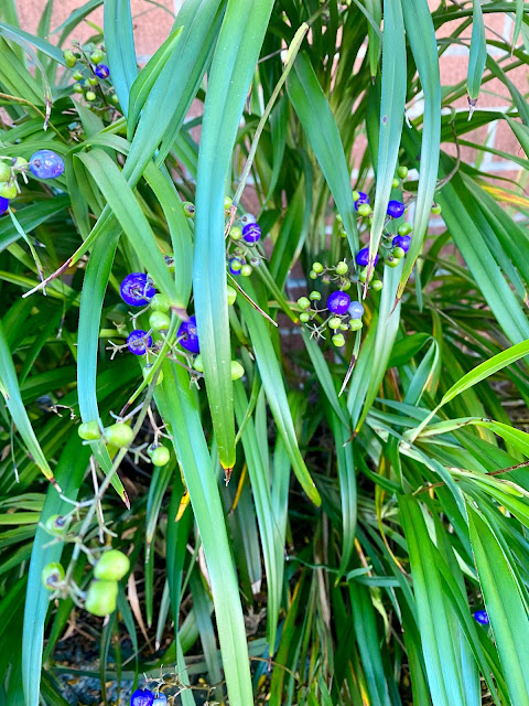 Discoveries with Dougall 48 –&nbsp;Dianella