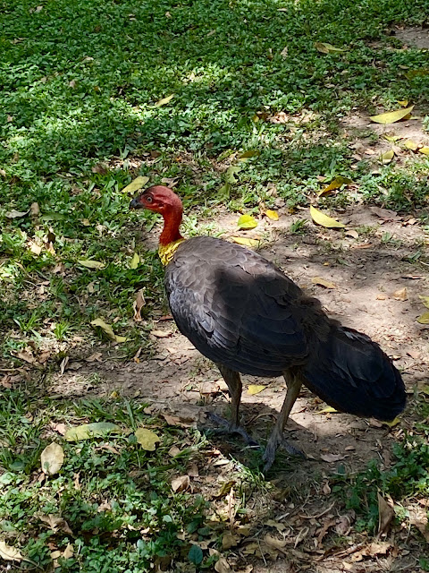 From one Turkey to&nbsp;another