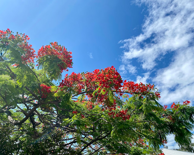 First day of summer – 1st Dec&nbsp;2022