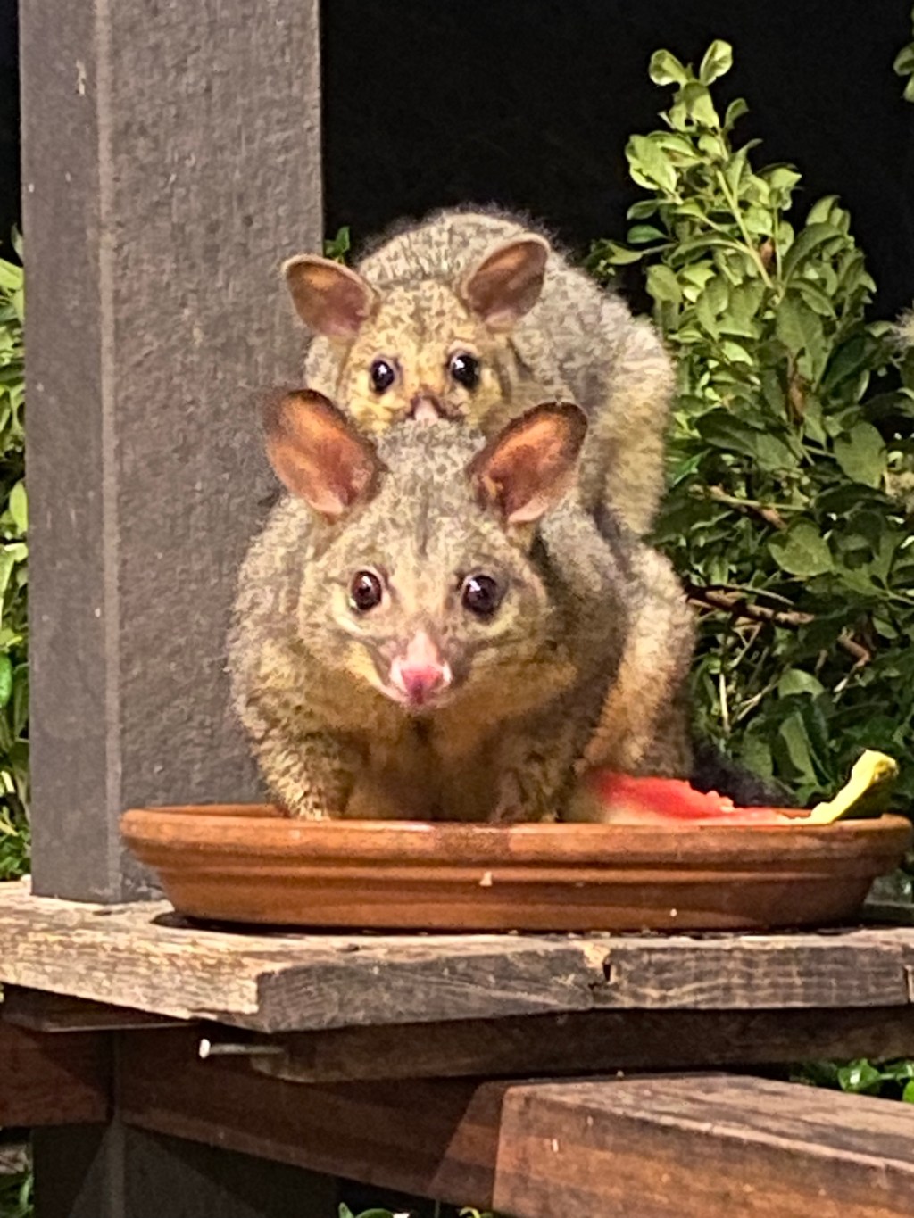 A quick update on&nbsp;Junior