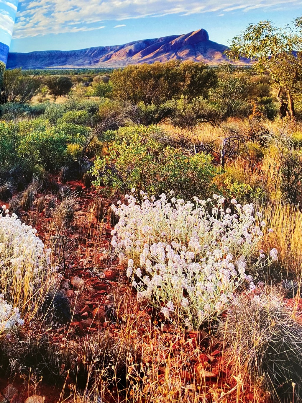 Ikuntji Artists at&nbsp;Artisan