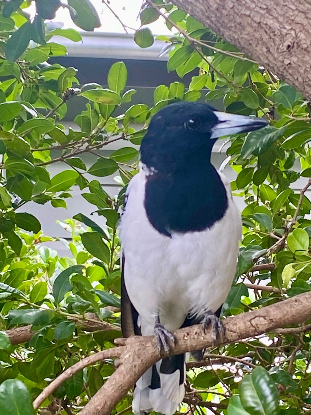 Pied Butcher Birds – A delightful&nbsp;musicality.