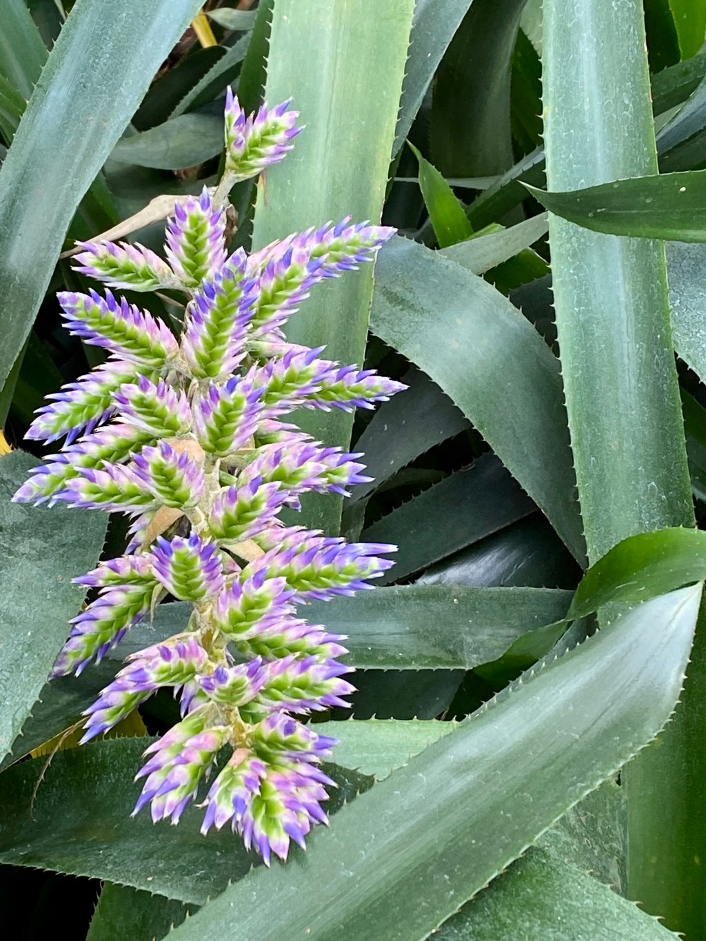 Tropical to Temperate