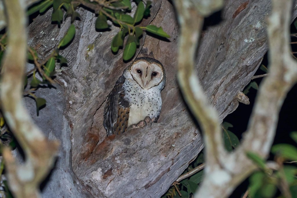 An unusual Birthday&nbsp;present.