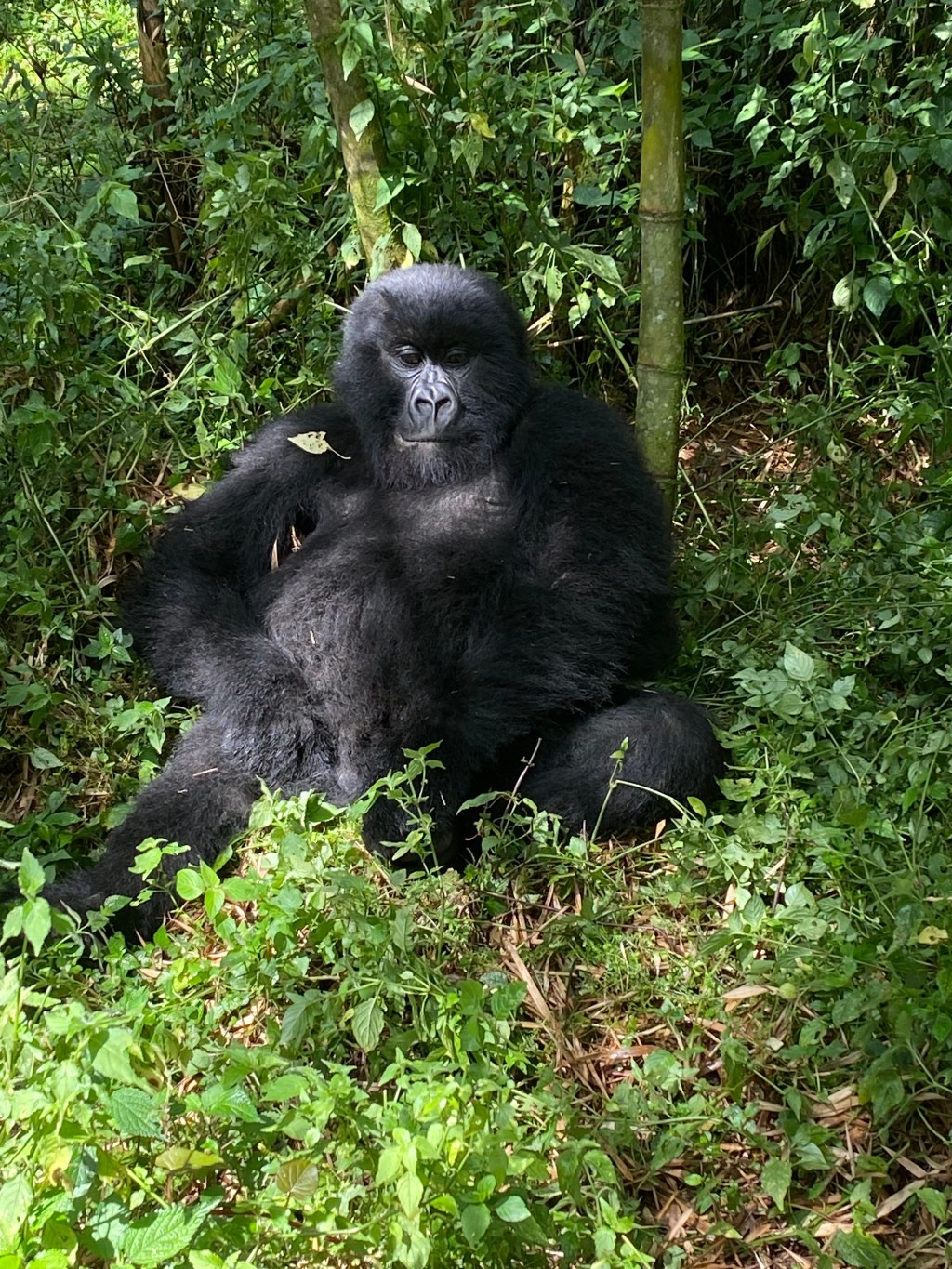 Qwisanga -our family of mountain&nbsp;gorillas