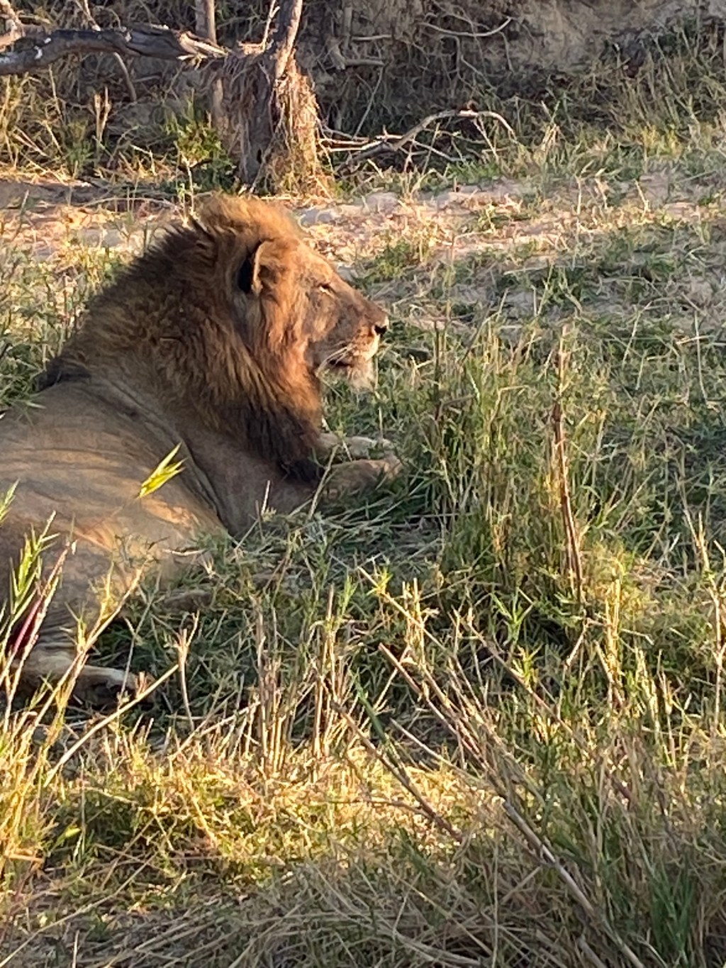 South African Wildlife