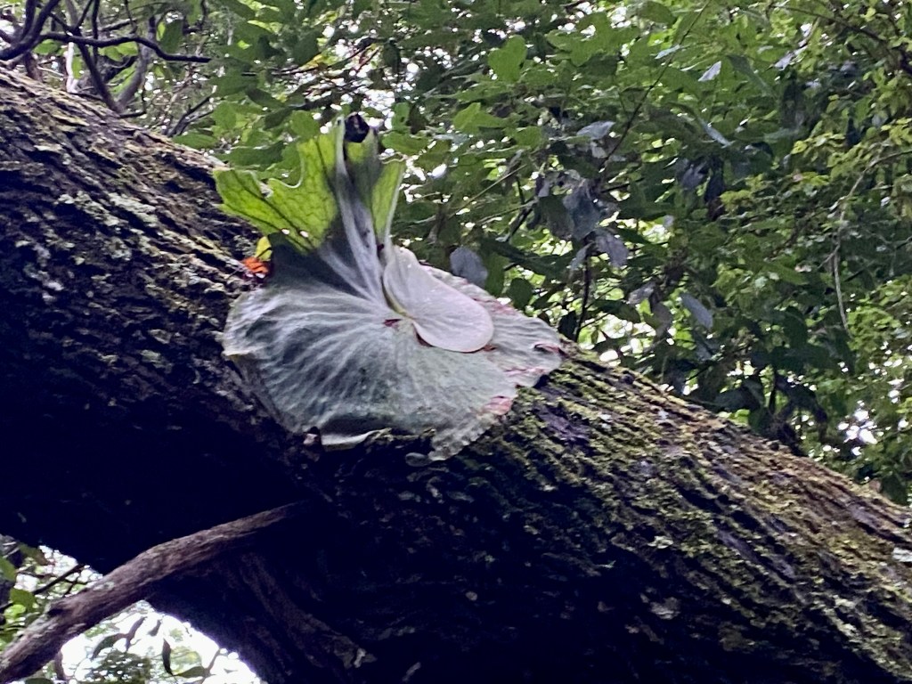 Walking in the&nbsp;woods