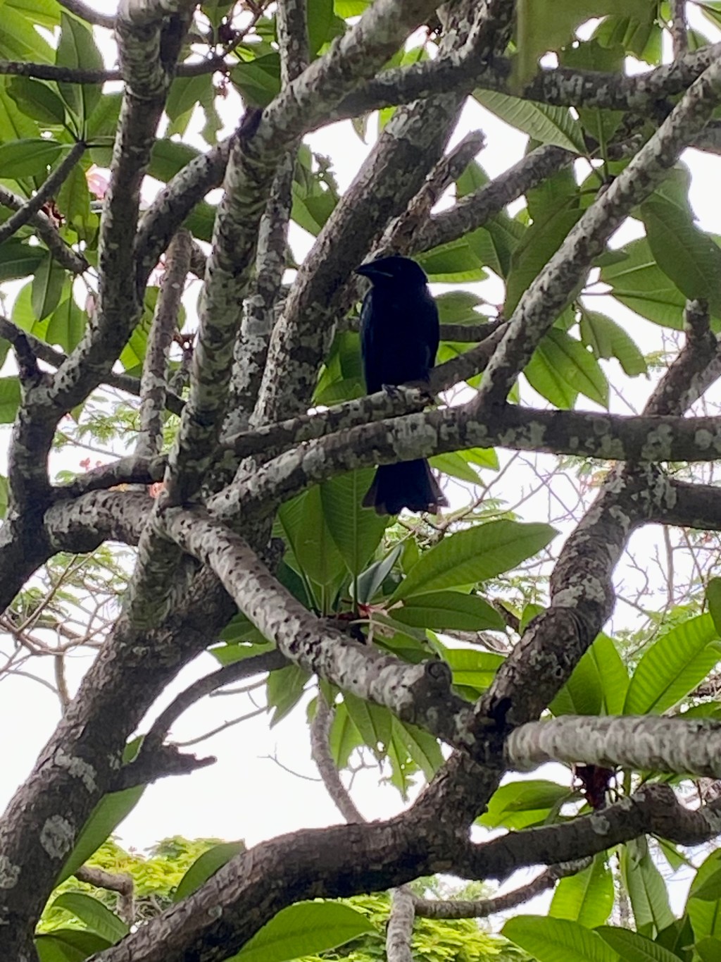 New family joins the&nbsp;Menagerie.