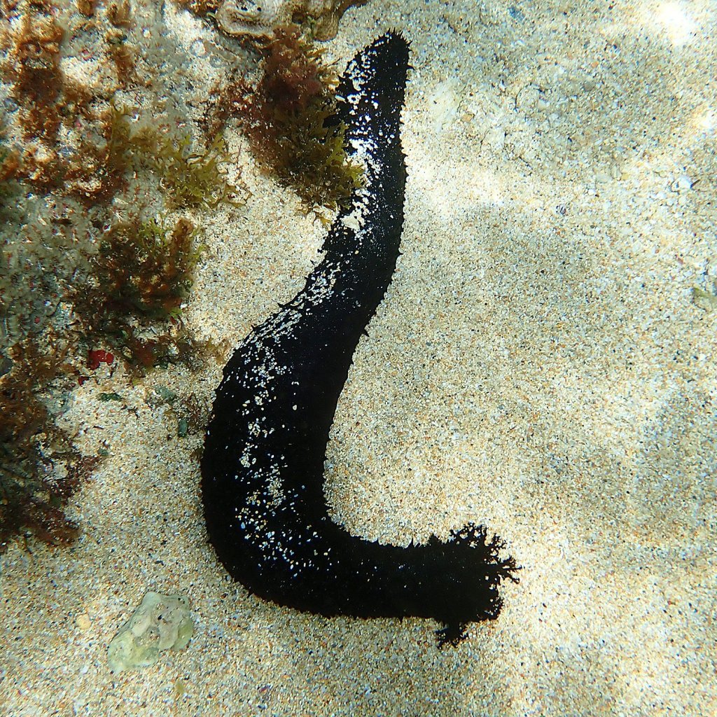 Marine Life on&nbsp;Heron.