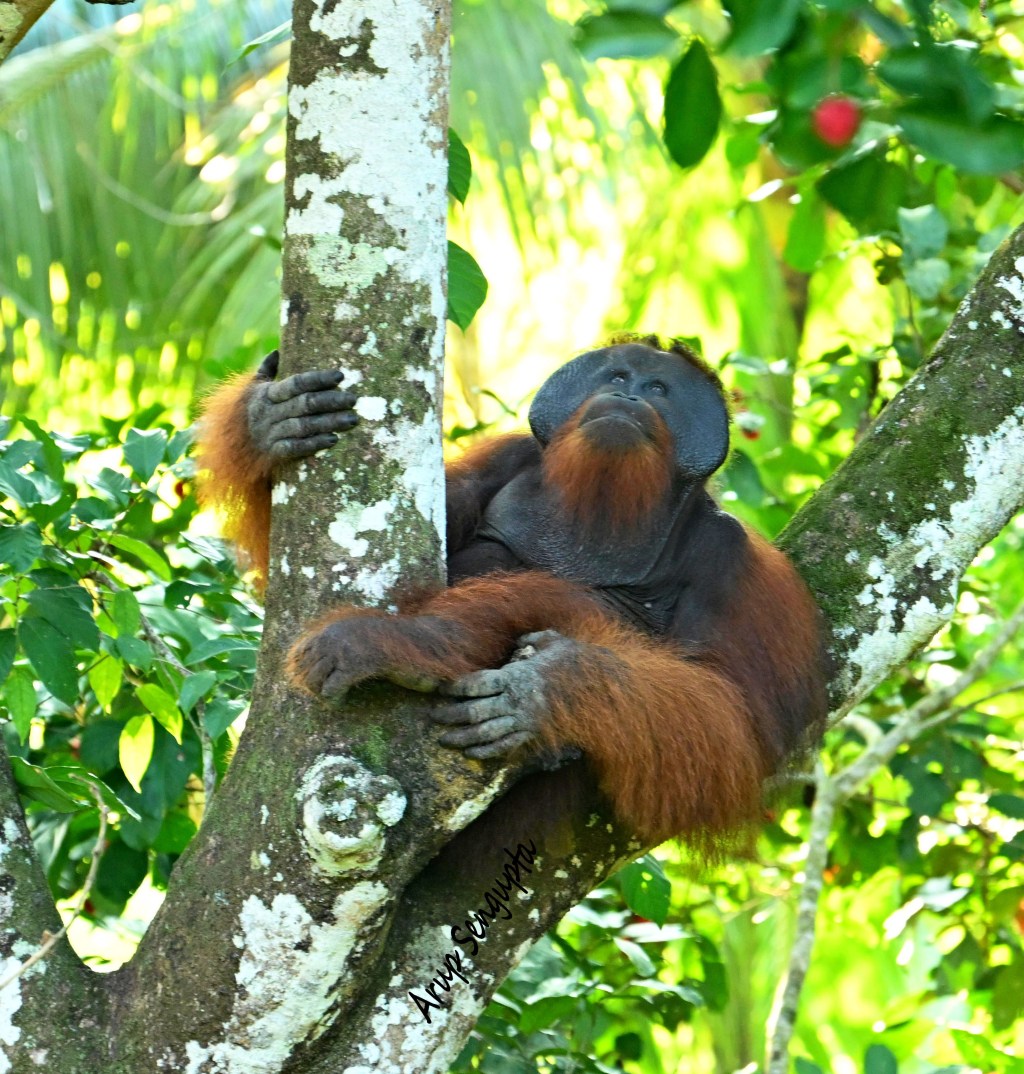 Borneo’s Beautiful Orangs