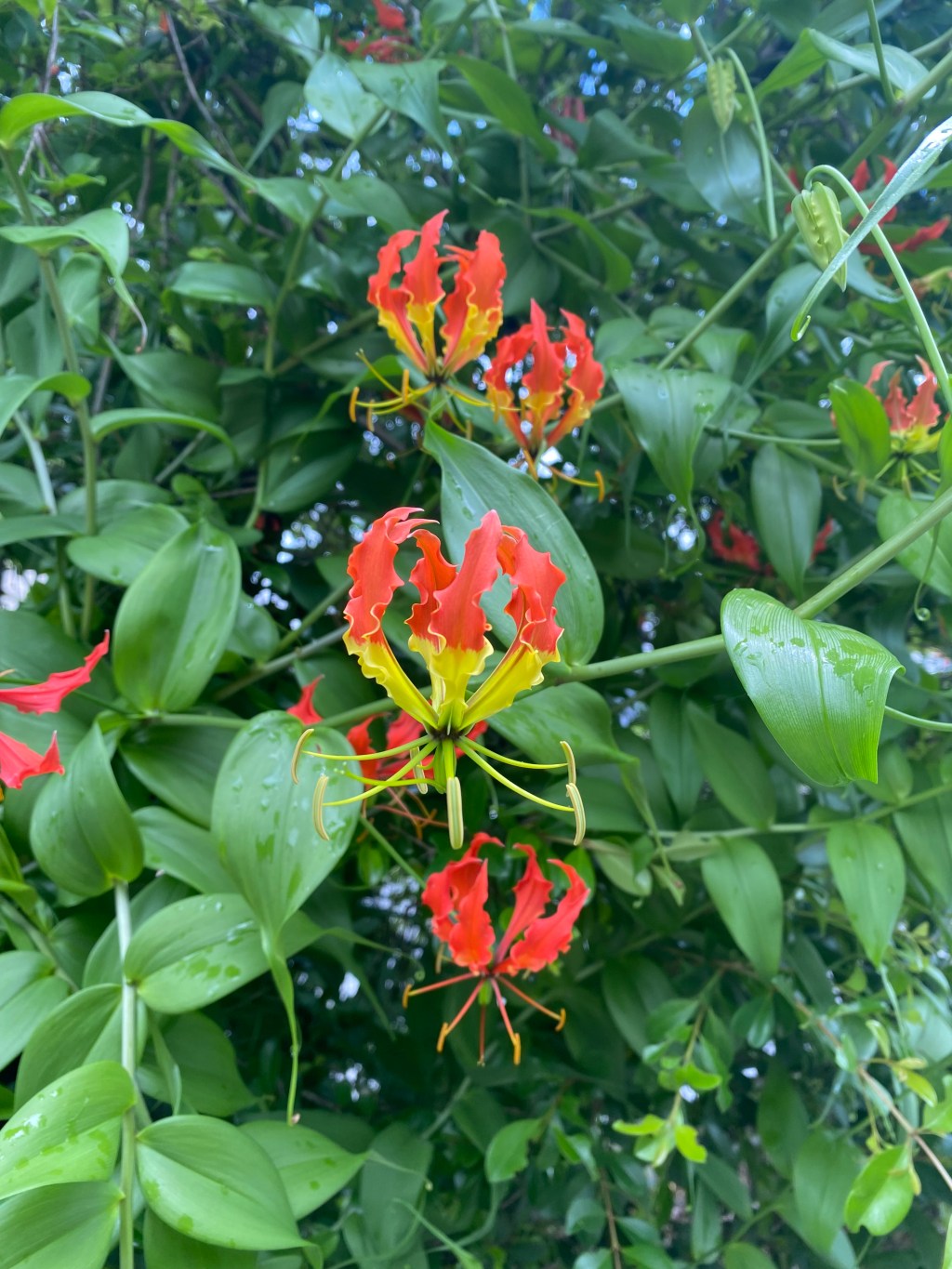 A natural Xmas&nbsp;wish