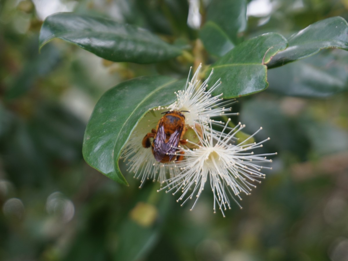 Oh to be a Queen&nbsp;Bee.