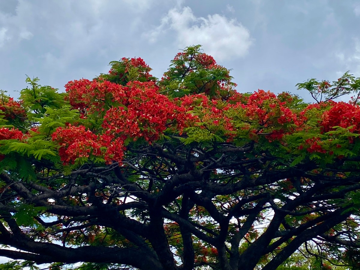 The Reds are upon&nbsp;us