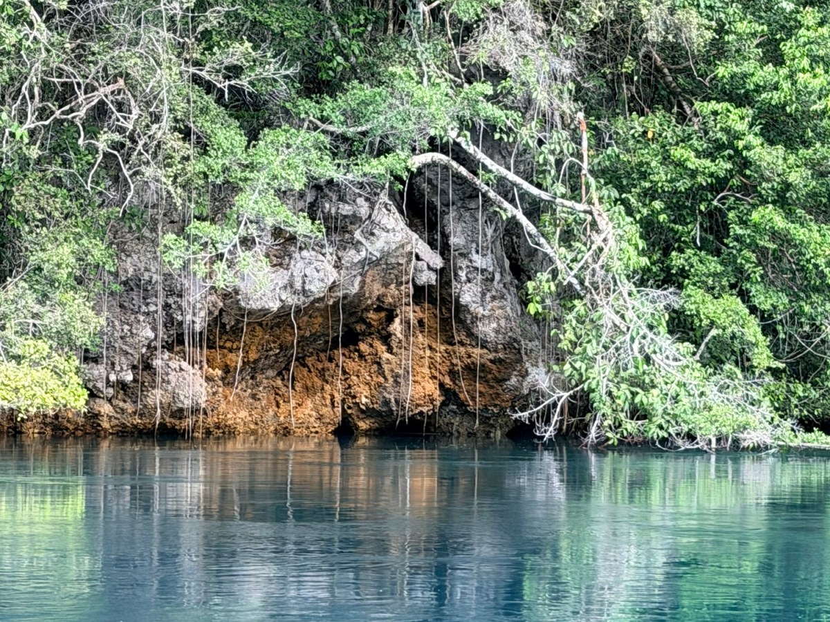 Alfred,The Passage, and Archer&nbsp;Fish