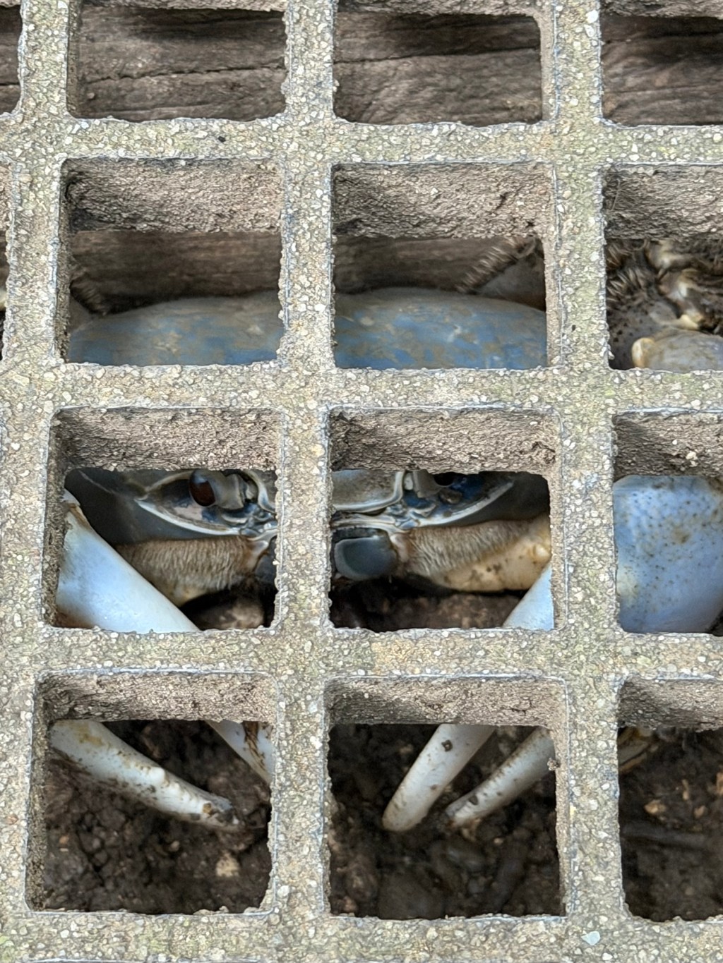 Counting Crabs